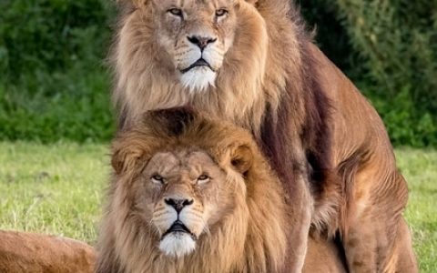 动物园两雄狮“搞同性恋” 无视母狮场面尴尬